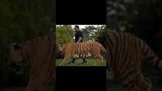 Biggest Tiger in Pakistan Walks In Chain | Nouman Hassan