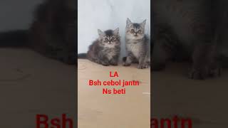 bsh munchkin jantn & ns beti