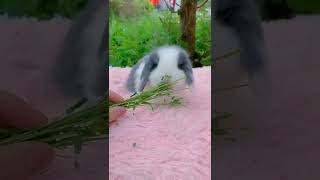 Beautiful rabbit #youtubeshorts #rabbit #rabbits #cuterabbit #pets