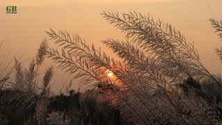 Kans grass or Saccharum spontaneum (Kash phool)