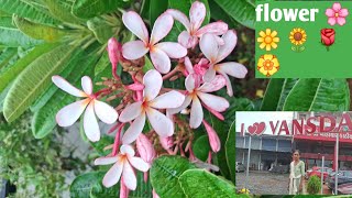 Vansda  नर्सरी 🌸🌸🌸 //Travel video  // Flowers  Anand Radha video