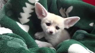 Baby Fennec Foxes Love to Dig