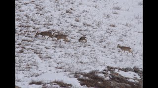 ТРУДОВАЯ ОХОТА С ПОДХОДА НА КОСУЛЮ