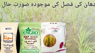 Paddy cultivation 2022| Paddy Crop 2022|ShahidAgrarian