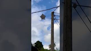 Beautiful kite flying