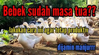 Bebek sudah masa tua?? lakukan cara ini agar tetap produktiv