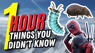 1 HOUR OF THINGS YOU DON´T KNOW🤯🕒 #8