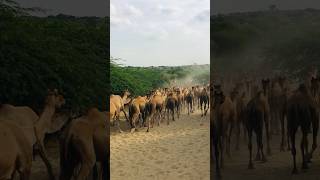 Camels desert journey #shorts #shortvideo #youtubeshorts