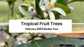 Tropical Fruit Trees Garden Tour. February 2023