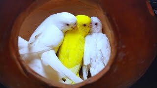 বাজরিগার পাখি পালন - সকল সমস্যার সমাধান। Budgies farming - problems and solutions.