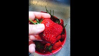 Strawberry Update in the Tower Garden