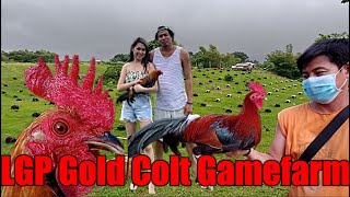 Lets Visit The Farm Of LGP Gold Colt Gamefarm