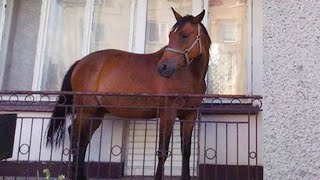 Funniest Horses! BEST Compilation of 2024