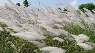 4K free nature background | Grass BLOWING in the wind  [ Saccharum spontaneum ]