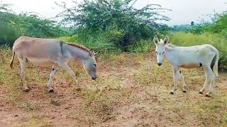 Donkey Mother And His Young Baby