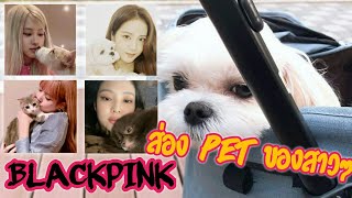 BLACKPINK's PETS | พาส่องสัตว์เลี้ยงของสาวๆกัน💕