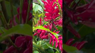 Alpinia red ginger flowers || Home Gardening | #flowers #youtubeshorts #gardening