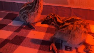 Emu chick with wry neck