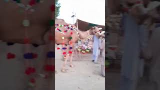 Beautiful Big Camel | Eid Qurbani 2024 |#pakistan #eidqurban2024 #eid #camel #festival #shorts