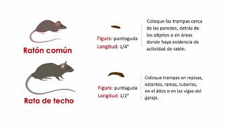 Conceptos básicos de IPM: Manejo de roedores