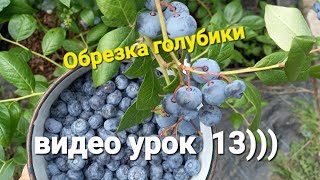 Обрезка голубики на КРУПНУЮ ЯГОДУ. Видео урок 13))) Нельсон 5 лет