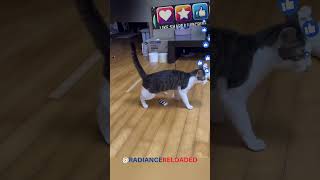 Am I Funny? The Life of a Cat 😹✨ | Spread Kindness #funny #love #trending #cat #yt #youtube