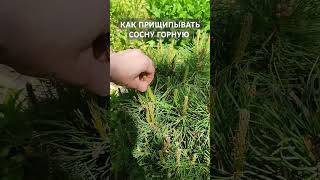 Как прищипывать сосну горную. Полное видео: https://youtu.be/NjMydFGf9Gg?feature=shared