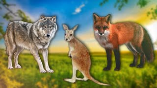 Soothing Animal Videos and Moments - Wolf, Fox, Kangaroo, Ladybird - Enjoy Music Relax