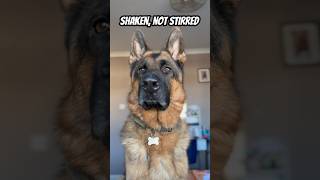 Your turn! 🍸#trend #germanshepherd #trending #dog #doglover #shorts #viral #gsd #challenge #dogs