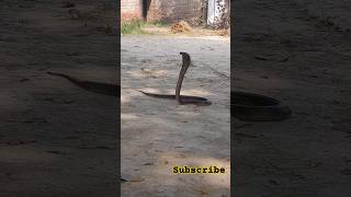 Snake ko rescue kiya /Snake ko jangal me release kiya /#Save animal /#Save /Pets & animals /#shorts