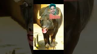 #trending #viral #shorts pani do re#quiteanimal #funny