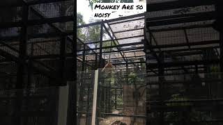 THE MONKEY ARE SO NOISY #shorts