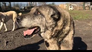 10 TANE KURT BOĞDUĞU SÖYLENEN EFSANE KANGAL BORAN ! KURT BOĞAN KANGAL KÖPEKLERİ VE KANGAL ÇİFTLİĞİ