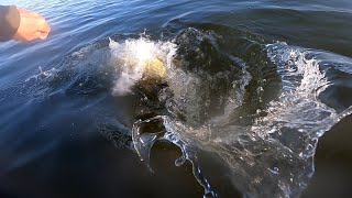 Fly fishing for pike, the Rügen experience