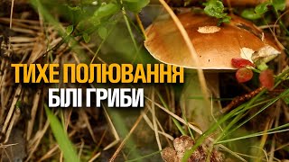 Тихе полювання на Рівненщині. Гриби в лісі Є!