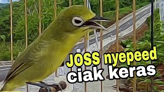 Ciak jos ngeri kecial nyepeed ciak keras pasti bikin gacor