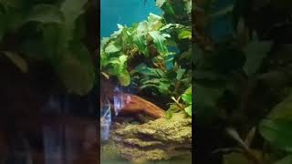 hiasan aquarium||tanaman buce