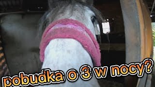 pobudka o 3 w nocy? vlogtime // końskivlog