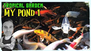 🇧🇷 MY KOI AND GUPPY POND HERE IN BRAZIL