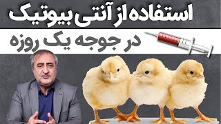 استفاده از آنتی بیوتیک در جوجه یک روزه