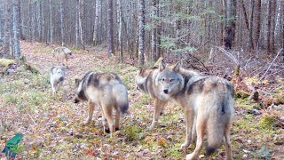 Vignettes of a remote Northwoods snowmobile trail