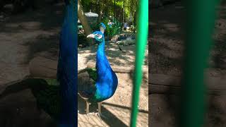 #moldova #chișinău #2023 #dordemoldova #zoo #beautiful #follow #summer #peacock #paun