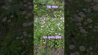 #개망초 #가을개망초 #춘천대첩 #장이레감독  #다큐멘터리영화 #춘천대첩72시간 #나인픽처스