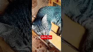 hello chea #satisfying #catlover #cat #catvideos #trending