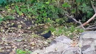 Чорний дрізд (дрозд) Turdus merula біля джерела (родника). Самець, самка та молодий птах.