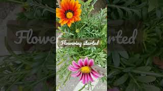 Flowering started #viral viralshort #viralshorts #short #shorts #gardeningshorts