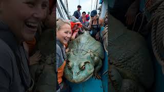 World’s Largest Sea Creatures and a Shocking Giant Toad! #fishing #oceanmysteries #animals