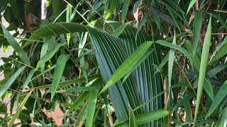 Planted the coconut palm