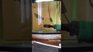 wild fish #feeding #shortsyoutube #aquariumfish #fish #hugefish