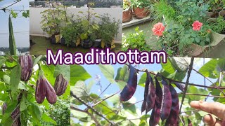 Maadithottam/My Vegetable Garden/Harvesting Of Organic vegetables/My Rooftop Garden/